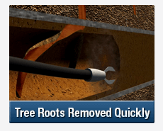 Tree Root Intrusions Leichhardt